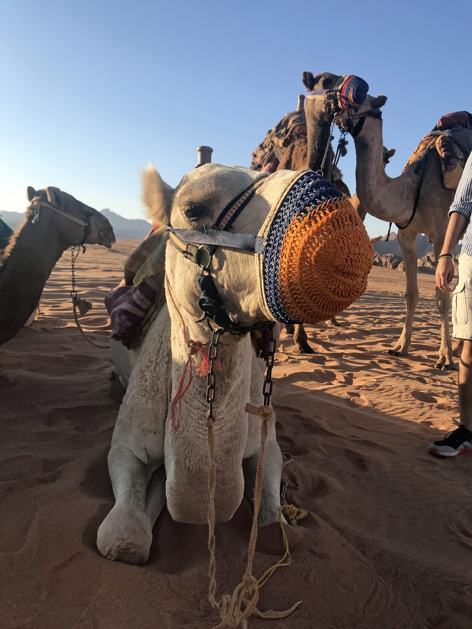 Jordan WadiRumCamels Oct2019